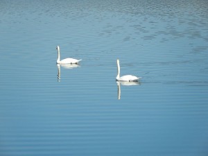 k-DSCN1666